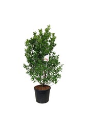 Beverboom Magnolia Susan