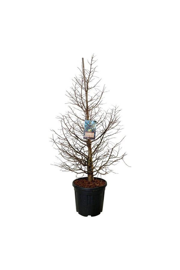 Metasequoia Daw.Tawny Fleece