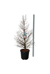 Metasequoia Daw.Tawny Fleece