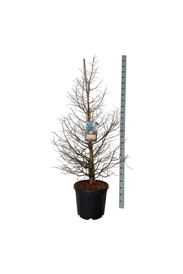 Metasequoia Daw.Tawny Fleece