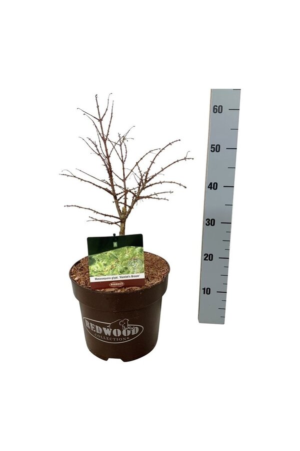Metasequoia Hamlets Broom