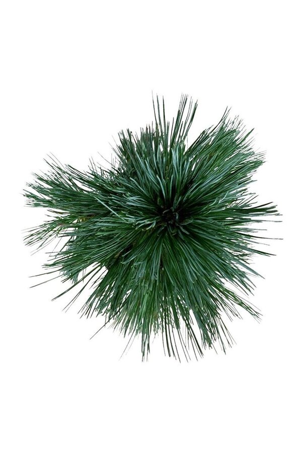 Denneboom Pinus Vanderwolfs Pyramid