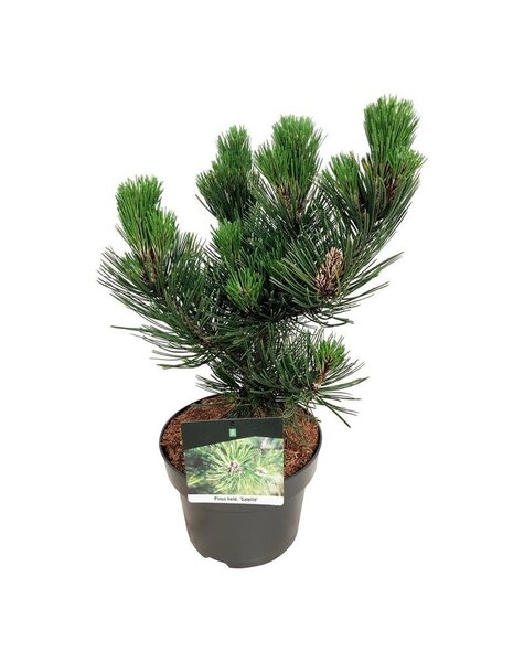 Pinus