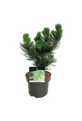 Denneboom Pinus Satellit