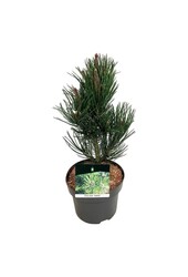 Denneboom Pinus Satellit