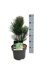 Denneboom Pinus Satellit