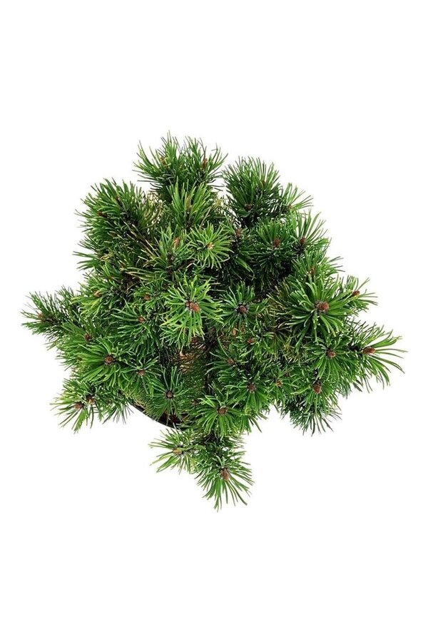 Denneboom Pinus mugo Carstens Wintergold