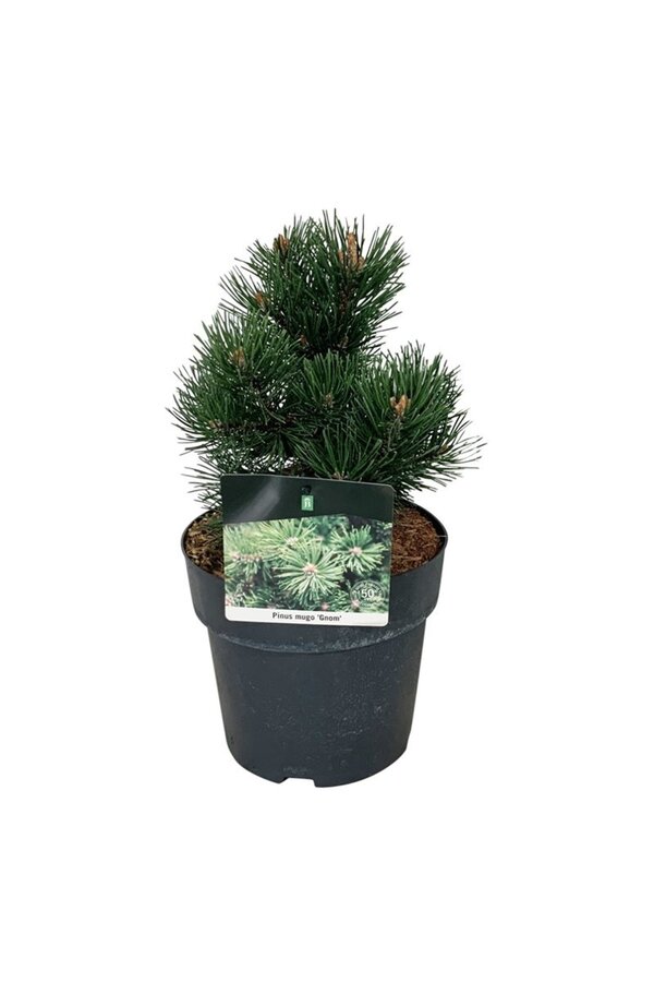 Denneboom Pinus mugo Gnom