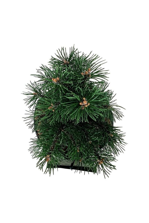 Denneboom Pinus mugo Gnom