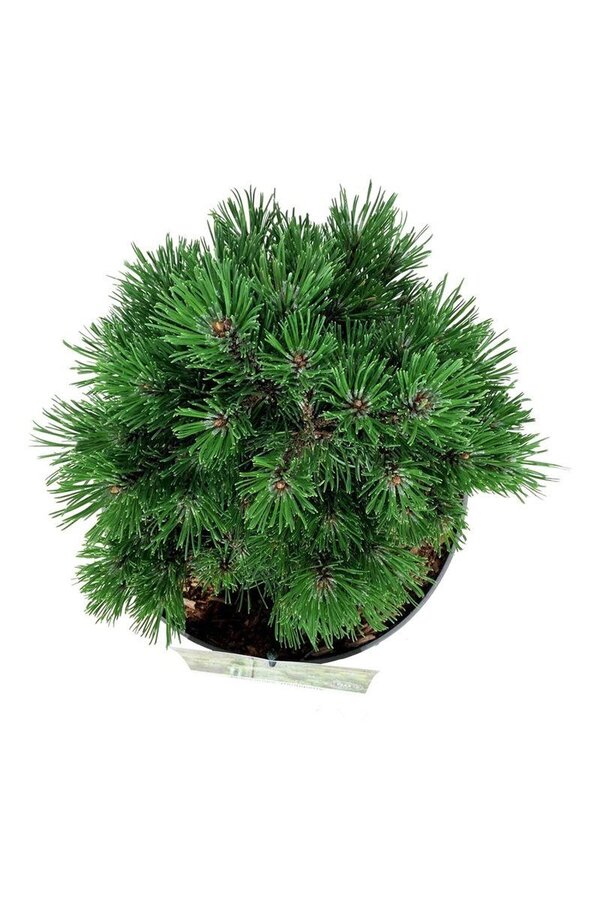 Denneboom Pinus mugo Heideperle