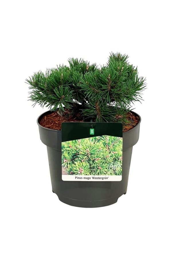 Denneboom Pinus mugo Klostergrün