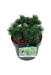 Denneboom Pinus mugo Klostergrün