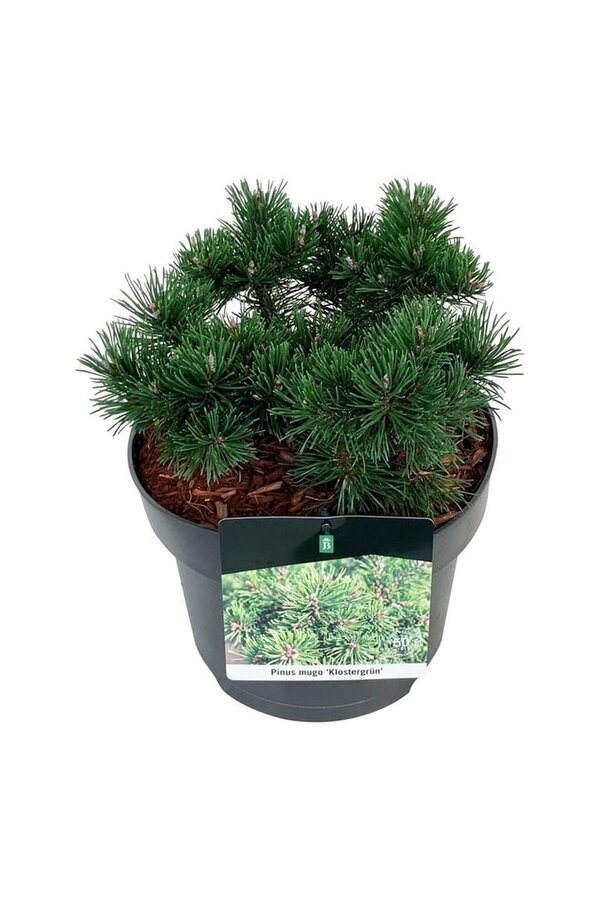 Denneboom Pinus mugo Klostergrün