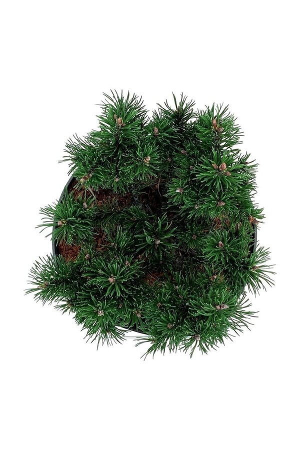 Denneboom Pinus mugo Klostergrün