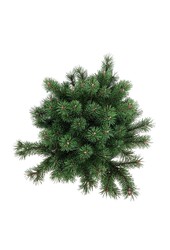 Denneboom Pinus mugo Klostergrün