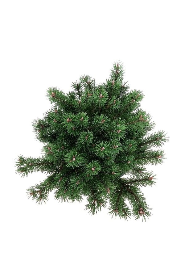 Denneboom Pinus mugo Klostergrün