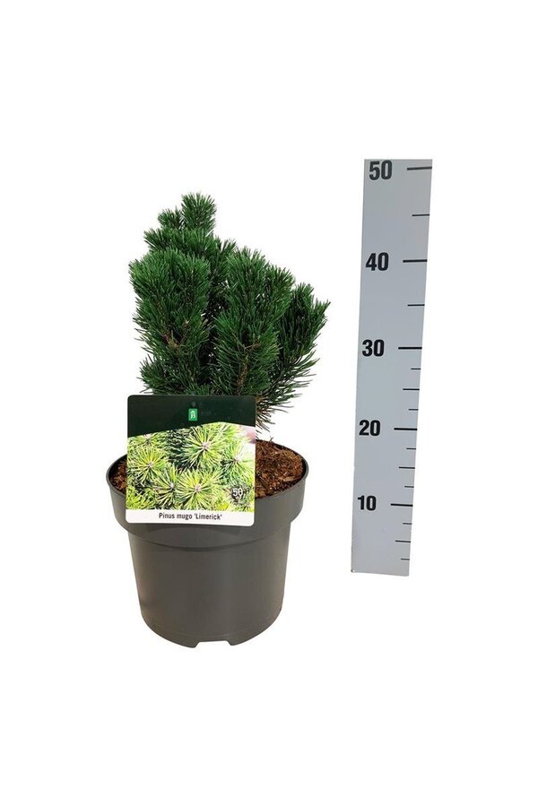 Denneboom Pinus mugo Limerick