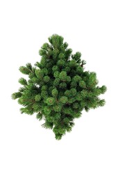 Denneboom Pinus mugo Mumpitz