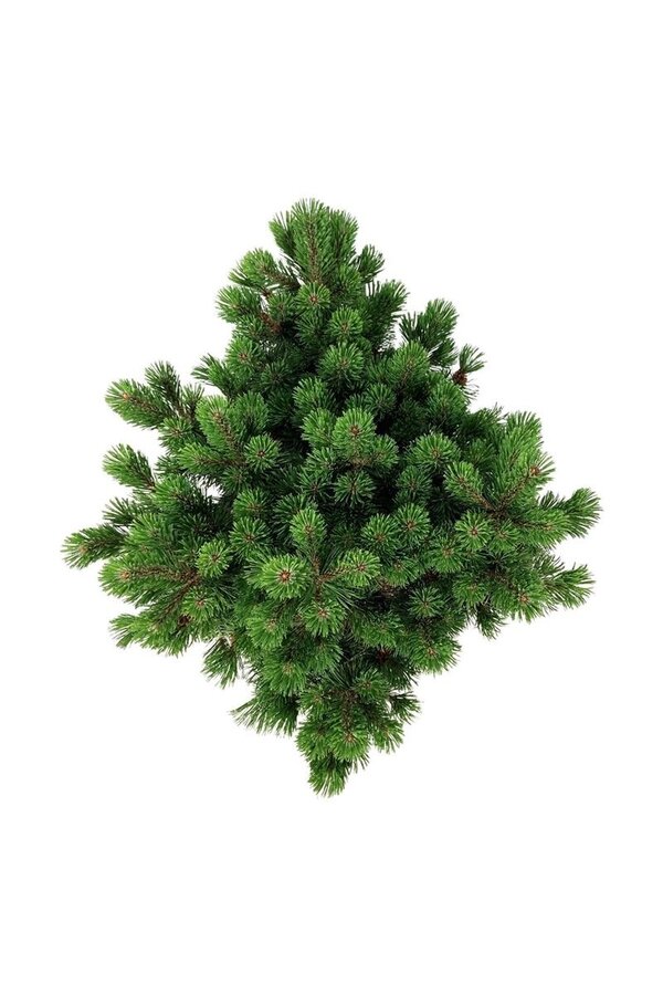 Denneboom Pinus mugo Mumpitz