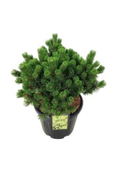 Denneboom Pinus mugo Mumpitz