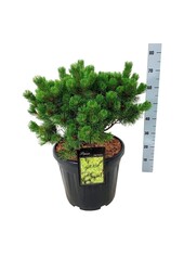 Denneboom Pinus mugo Mumpitz