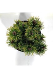 Denneboom Pinus mugo Ophir