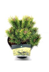 Denneboom Pinus mugo Ophir