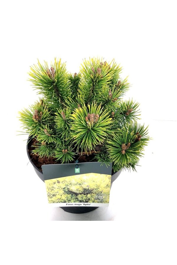 Denneboom Pinus mugo Ophir