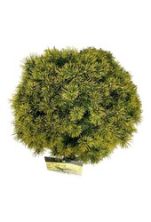 Denneboom Pinus mugo Ophir