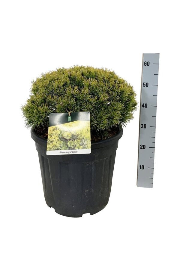 Denneboom Pinus mugo Ophir