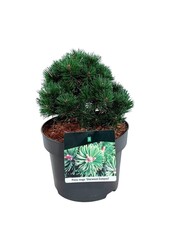 Denneboom Pinus mugo Sherwood Compact