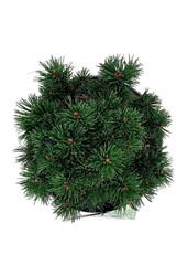 Denneboom Pinus mugo Sherwood Compact