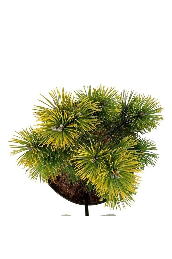 Denneboom Pinus mugo Winter Gold