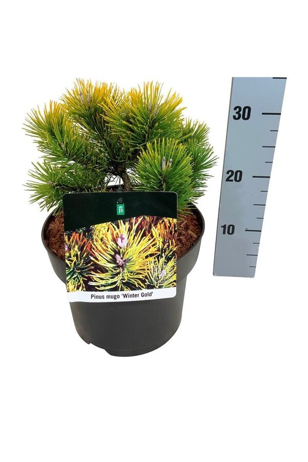 Denneboom Pinus mugo Winter Gold
