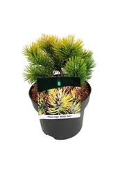 Denneboom Pinus mugo Winter Gold