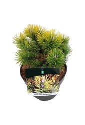Denneboom Pinus mugo Winter Gold