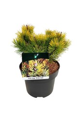 Denneboom Pinus mugo Winter Gold