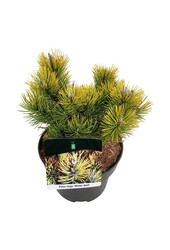 Denneboom Pinus mugo Winter Gold