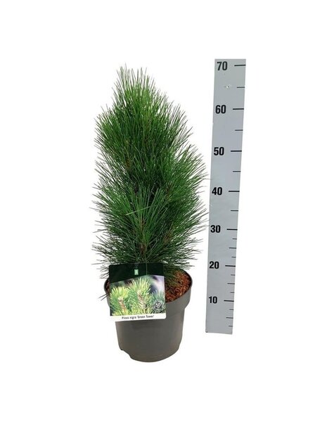 Pinus