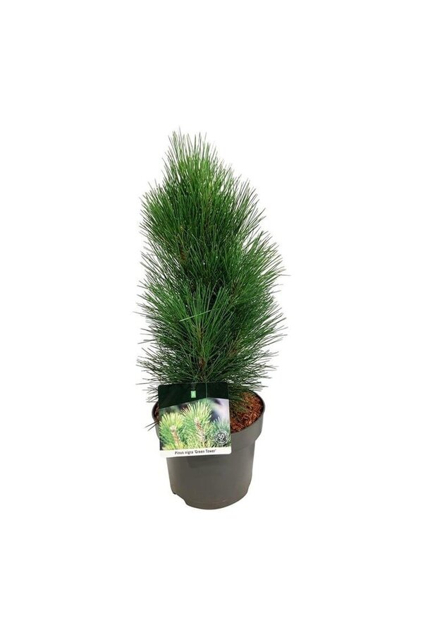 Denneboom Pinus nigra Green Tower