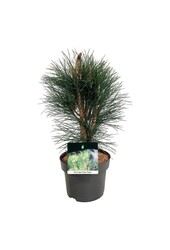 Denneboom Pinus nigra Green Tower