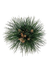 Denneboom Pinus nigra Green Tower