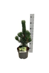 Denneboom Pinus nigra Oregon Green