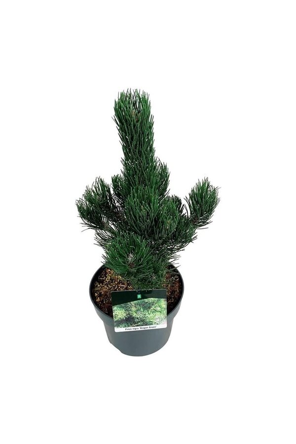 Denneboom Pinus nigra Oregon Green
