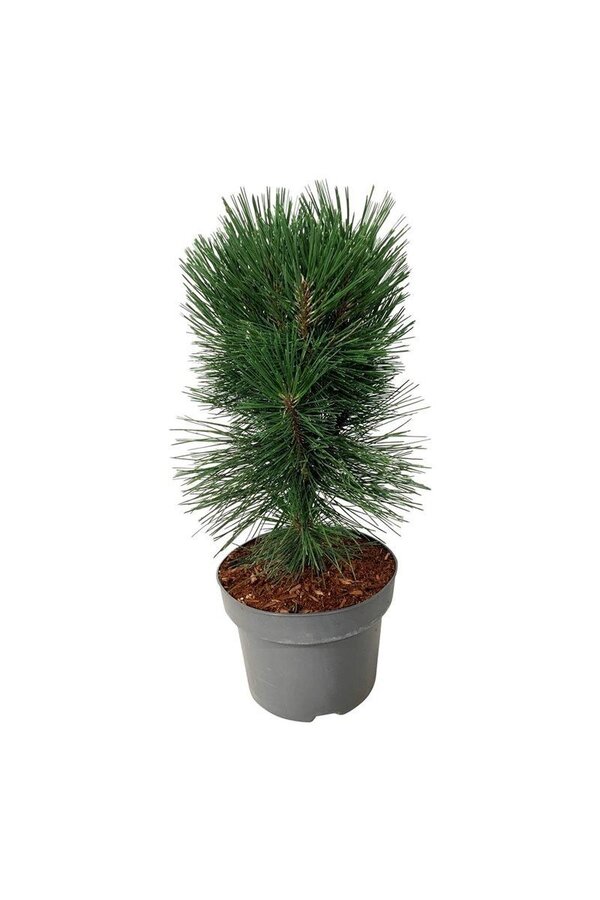 Denneboom Pinus nigra Pyramidalis