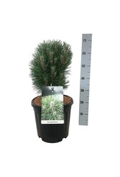 Denneboom Pinus nigra Richard