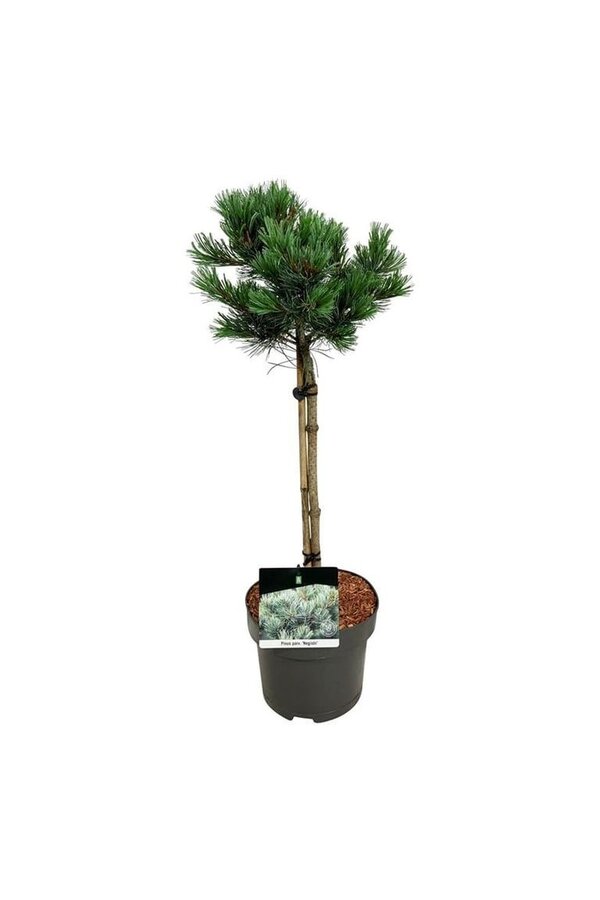 Denneboom Pinus Negishi