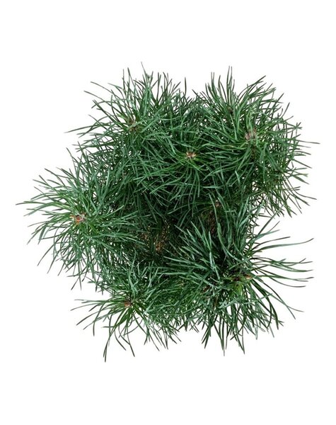 Pinus