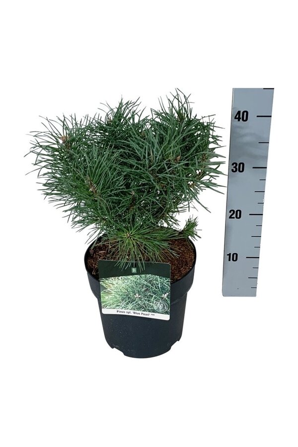 Denneboom Pinus Blue Pearl ®