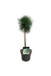 Denneboom Pinus Blue Pearl ®